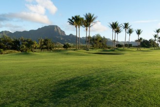 Picture of Palm Trees