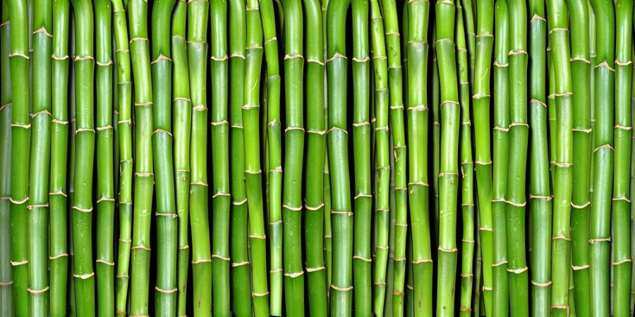 Bamboo forest pattern II photowallpaper Scandiwall