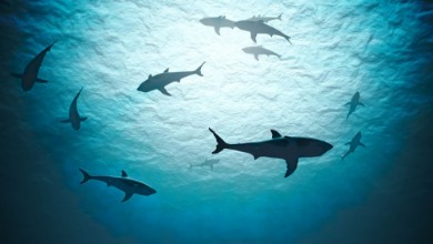 Obrázek Silhouettes of sharks