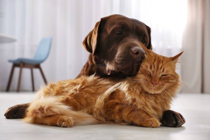 Picture of Cat and Dog