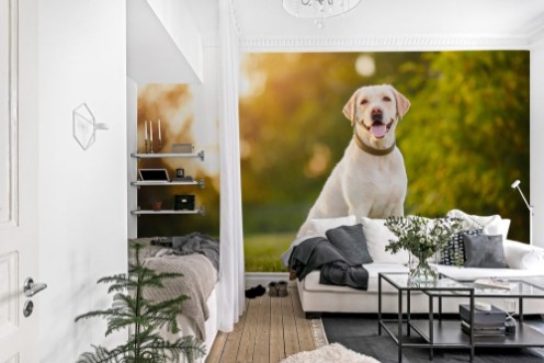 Afbeeldingen van Dog in the forest