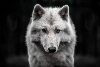 Kép Polar wolf