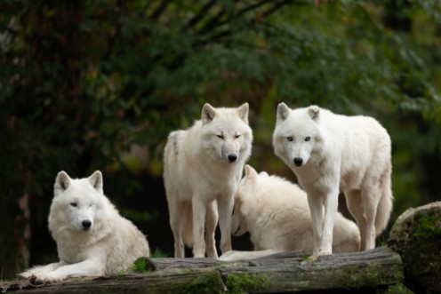Picture of White Wolf Pack
