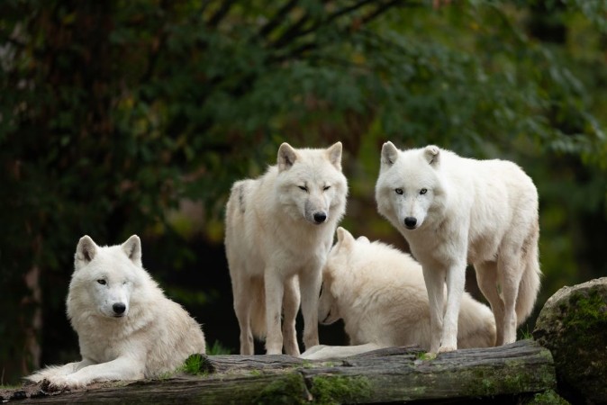 Picture of White Wolf Pack