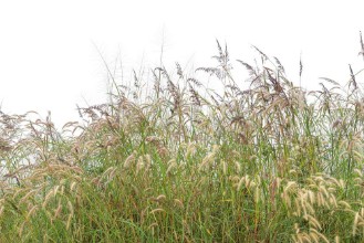 Afbeeldingen van Grasses III