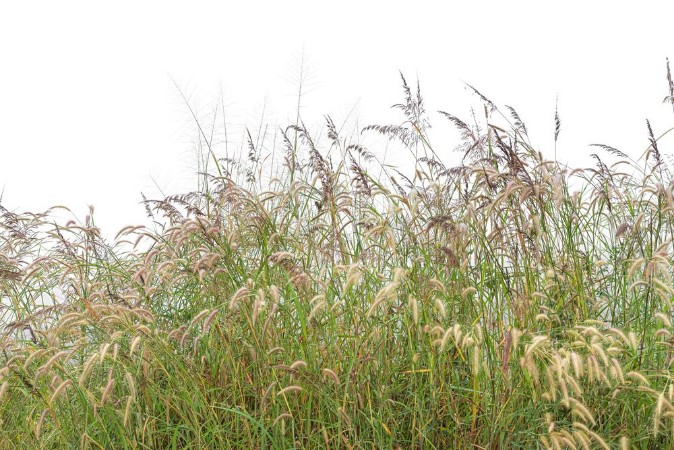 Grasses III photowallpaper Scandiwall