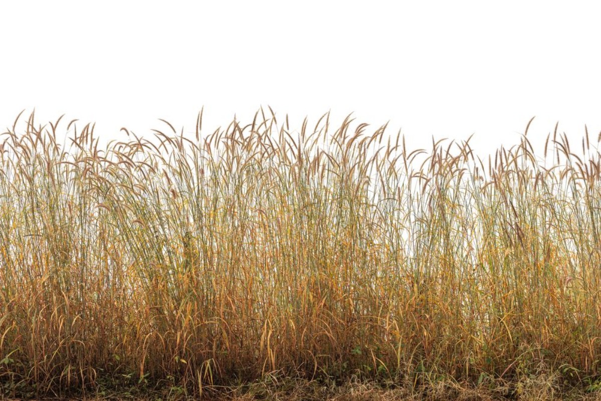Picture of Grasses I