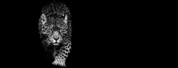 Bild von Jaguar With A Black Background