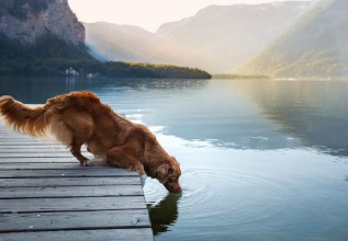 Εικόνα της A dog on a journey