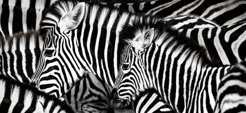 Picture of Zebras hud