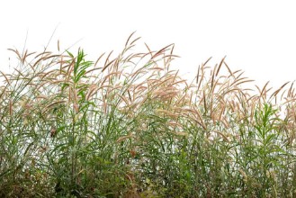 Pilt Grasses II