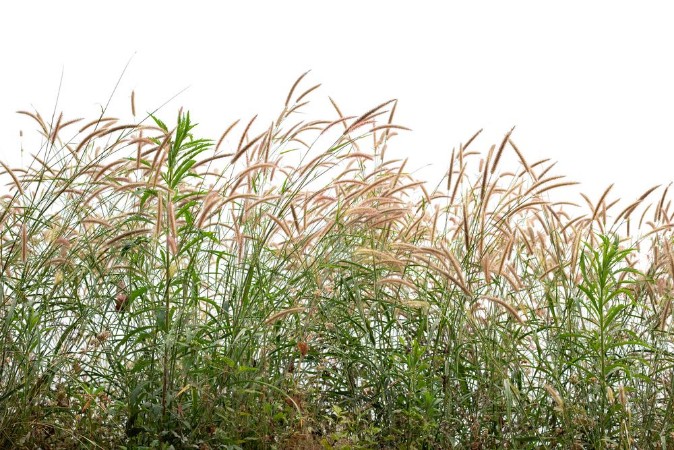 Picture of Grasses II