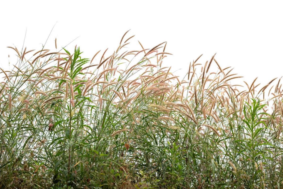 Picture of Grasses II