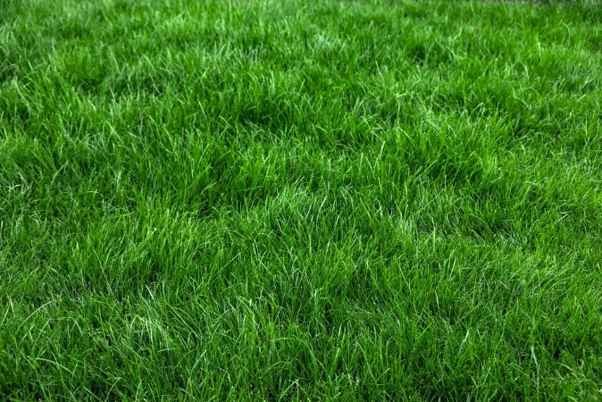 Picture of Natural grass I