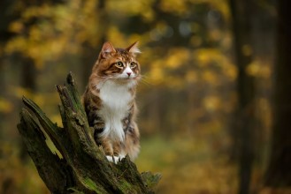Slika Kurilian bobtail cat