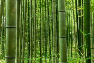 Image de Forêt de bambous d'Arashiyama
