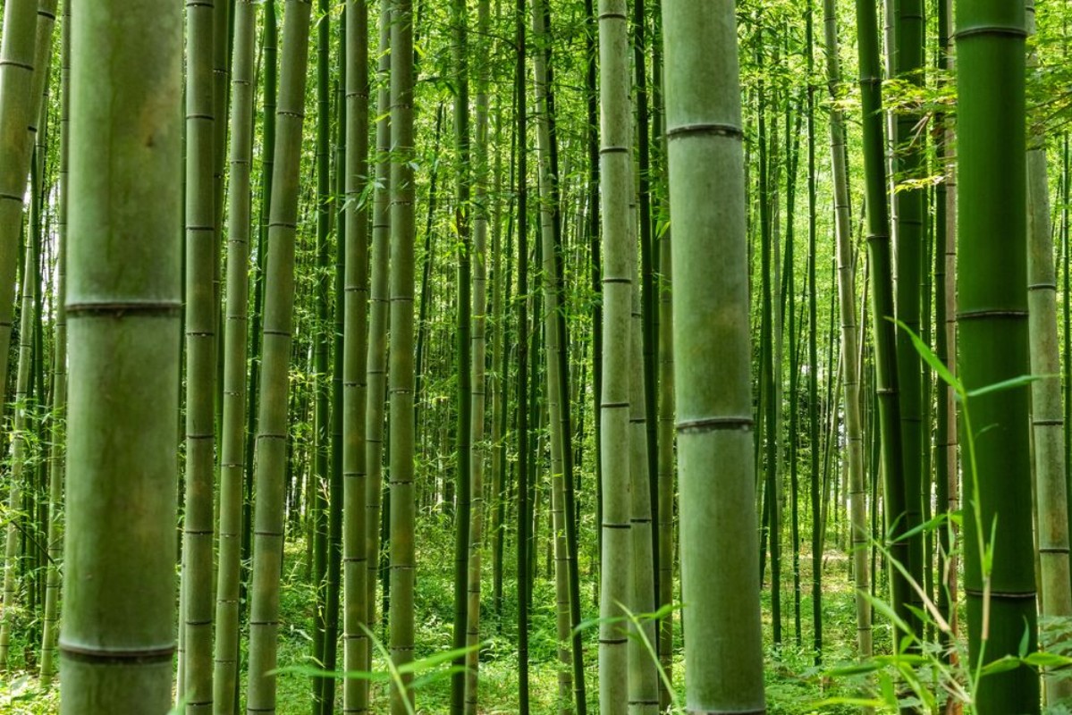 Picture of Arashiyama Bamboo Forest