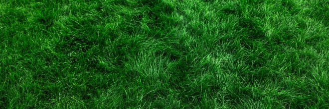 Immagine di Natural grass II