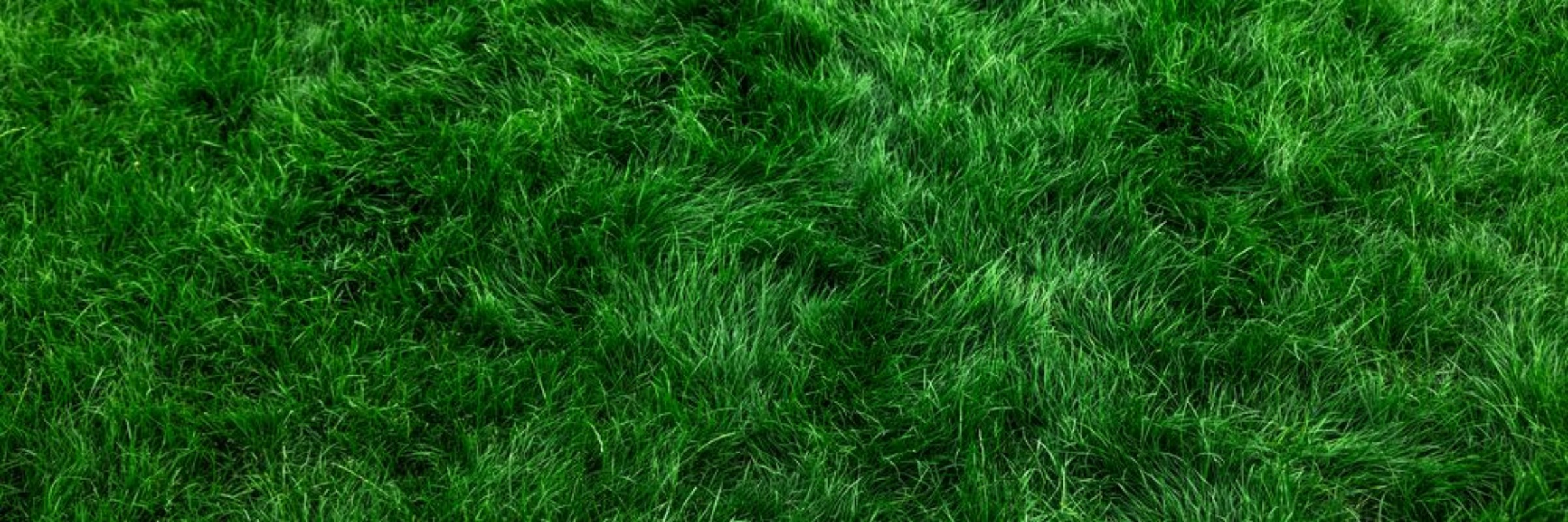 Immagine di Natural grass II