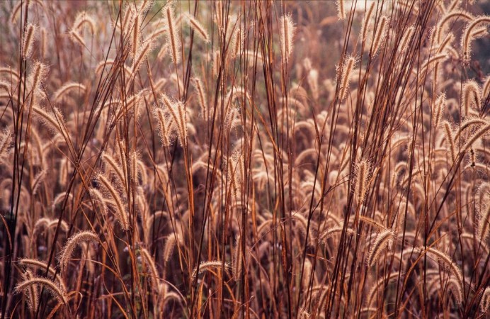 Picture of Grass flower