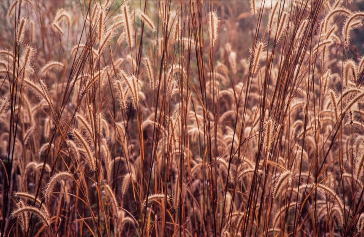 Picture of Grass flower