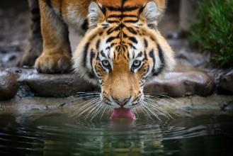 Obrázek Tiger drinking water