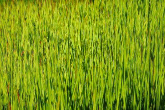 Imagem de Fresh green grass I