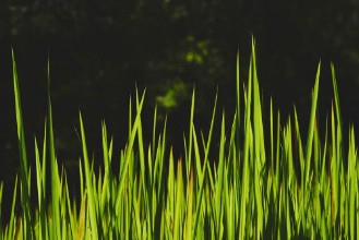 Obrázok z Fresh green grass II