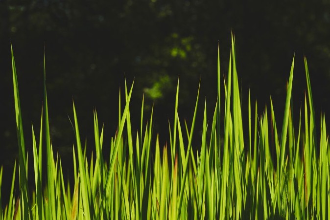 Picture of Fresh green grass II