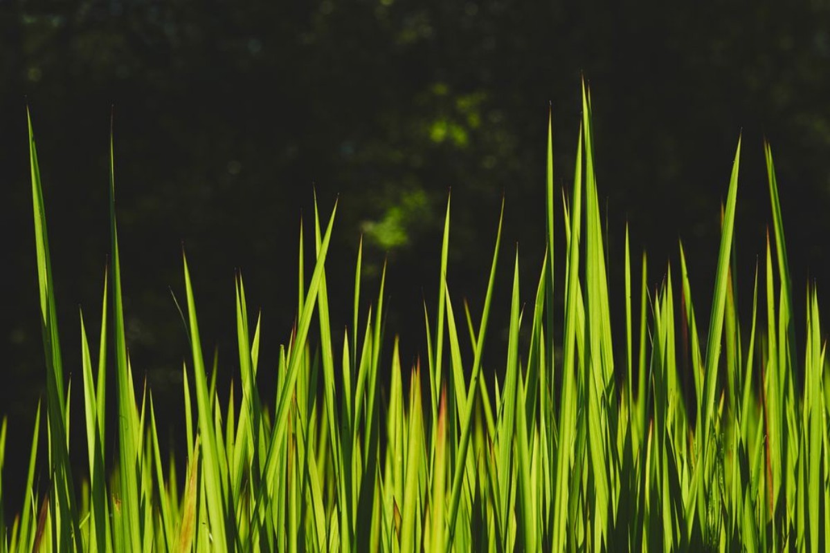 Obrázok z Fresh green grass II