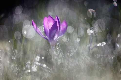 Picture of Ornamental grass II