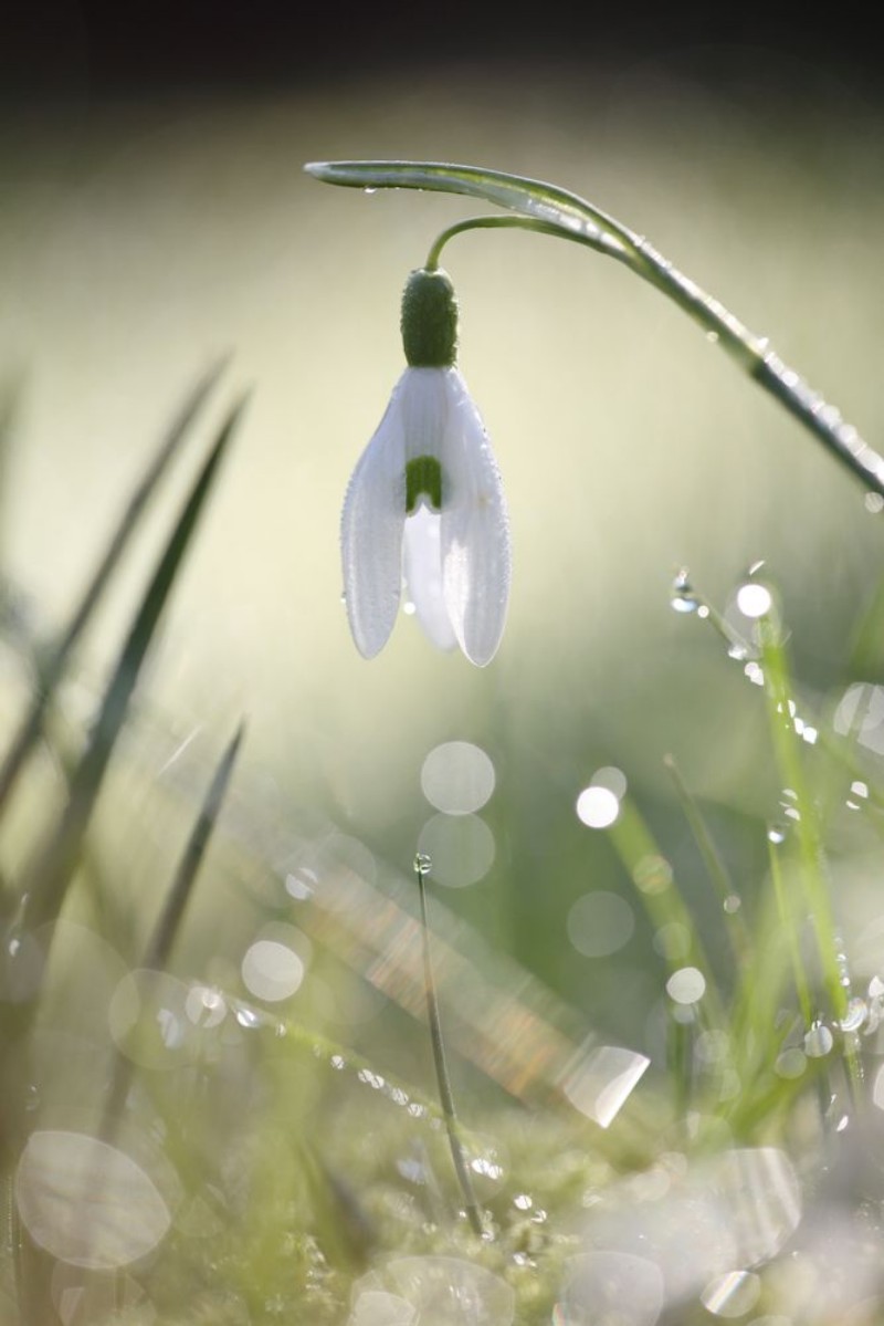 Afbeeldingen van Ornamental grass III