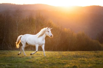 Slika Unicorn Running Free