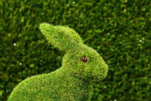 Picture of Grassrabbit