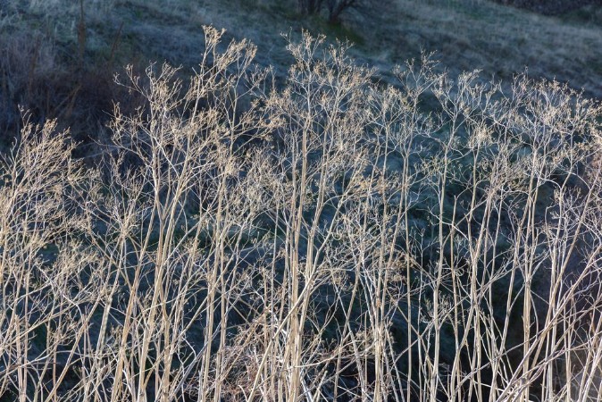 Picture of Dry grass II