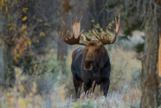 Bild vun Shiras moose in Wyoming