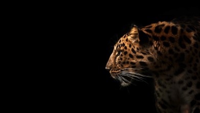 Leopard Profile paveikslėlis