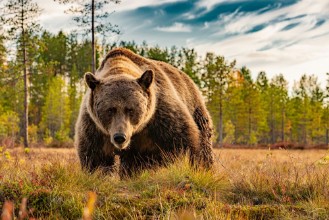 Image de Ours brun