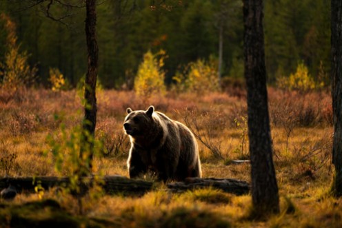 Picture of Furry sunset