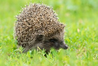 Bild vun Hedgehog playing in the grass