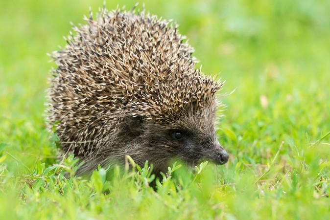 Picture of Hedgehog playing in the grass