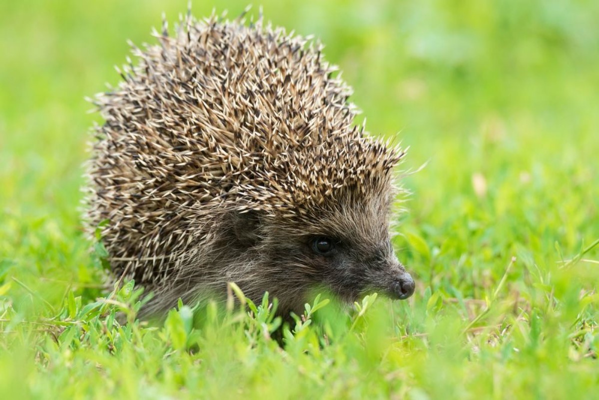 Bild vun Hedgehog playing in the grass