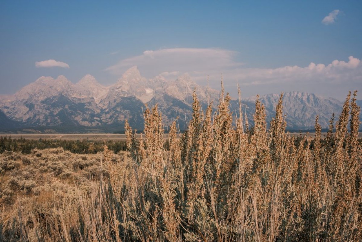 Picture of Dry grass III