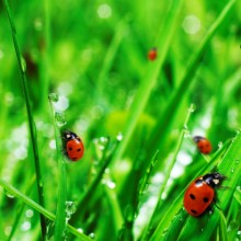Immagine di Ladybugs on grass
