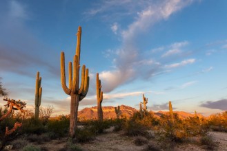 Снимка на Cactus in the desert