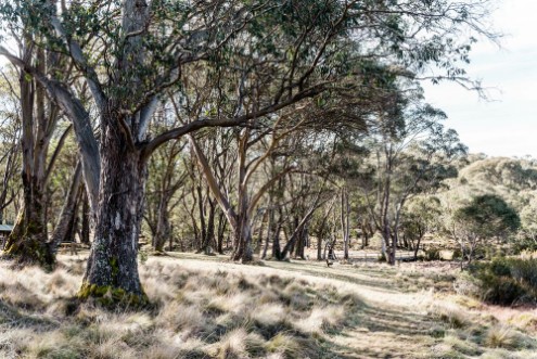 Picture of Landscape of dry grass