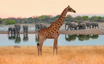 Obrázok z Giraffe walking across