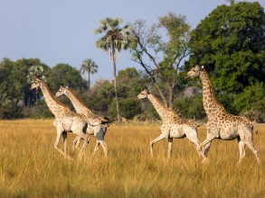 Attēls Running giraffes