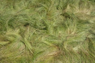Immagine di Field of windswept grass