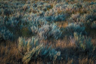Εικόνα της Native prairie grass